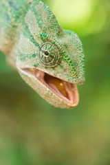 closeup of a chameleon in it's natural habitat 