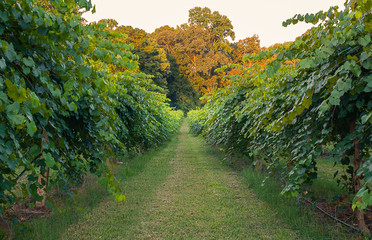 Vineyard with grape vines during sunset.