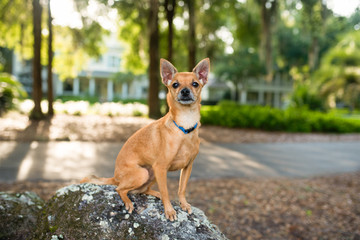 Deer Head Chihuahua outdoors,  during evening sunset. Beautiful little dog. 