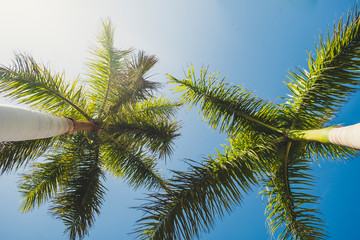 Naklejka na ściany i meble Ground view of palmtree in the blue sky clear background - tropical and summer holiday vacation concept with beautiful nature tree with green colors