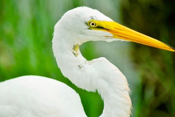 great White Egret  in the everglades