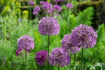 Zierlauch (Allium sp.)