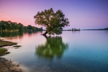 reflection of tree in the water