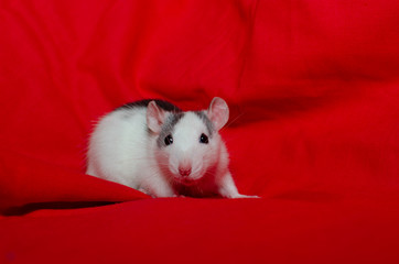 Cute white rat on the red background with copy space, the christmas mouse. Symbol of the new year 2020 in the Chinese calendar. New year and Christmas concept.