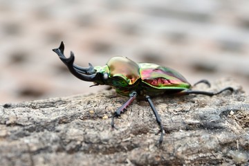 ニジイロクワガタ