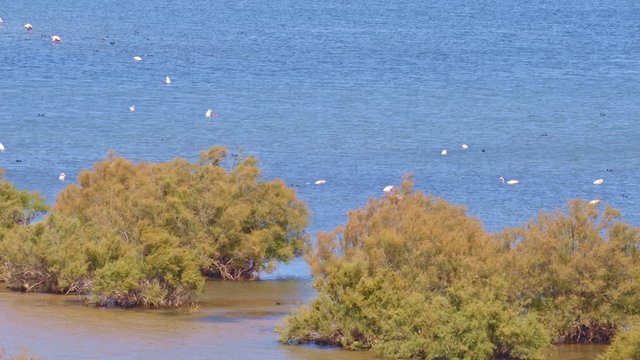 Wetland landscape with large bushes (Tamarix africana) saturated by blue waters of salty lagoon. Natural sanctuary for many aquatic birds as flamingos, mallards and coots. Plastic waste floating there