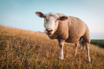 Obraz premium Sheeps in front of the lighthouse Westermarkelsdorf on the island Fehmarn