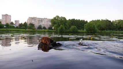Active dog cool down in pond water after running, walk at bottom, shallow place near bank. Blurred background, city park at evening time