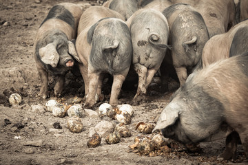portrait of dirty cute pig eating with big ears covering his head, always hungry eating fruits