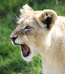 majestic lion portrait with natural background