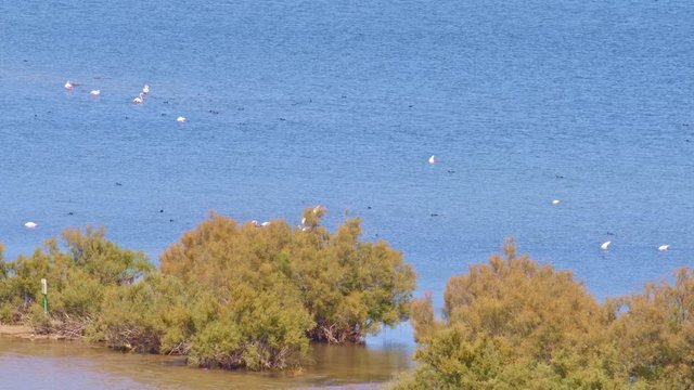 Flamingos, coots, mallards, black-winged stilts, glossy ibis and other wild birds swim, dive and feeding in blue waters of a salty lagoon in southern Europe, beside big bushes of Tamarix africana