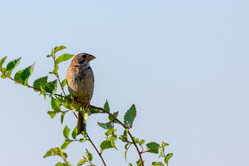 The Corn Bunting or Miliaria calandra in habitat
