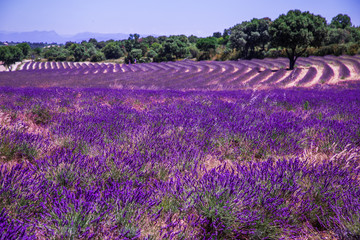 Lavender fields in Ardeche in southeast France
