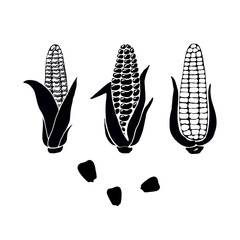 Hand drawn set of black silhouette corn cobs and grains on white background. Organic vegetable isolated used for magazine, book, poster, card, menu cover, web pages