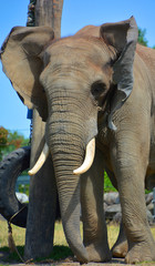 African elephants are elephants of the genus Loxodonta. The genus consists of two extant species:...