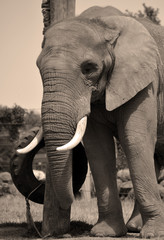 African elephants are elephants of the genus Loxodonta. The genus consists of two extant species:...