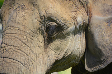 African elephants are elephants of the genus Loxodonta. The genus consists of two extant species:...