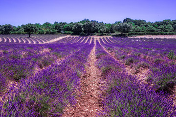 Naklejka na ściany i meble Lavender fields in Ardeche in southeast France