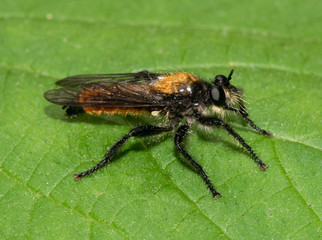 Laphria Robber Fly