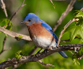 Eastern Bluebird