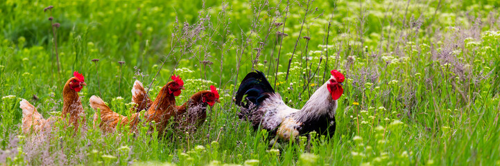 Rooster and hickens walking in green field