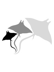 schwimmen sch&ouml;n 3 stachelrochen tauchen silhouette umriss rochen sch&ouml;n unterwasser fisch gef&auml;hrlich tier meer wasser clipart stechrochen tiefsee zitterrochen