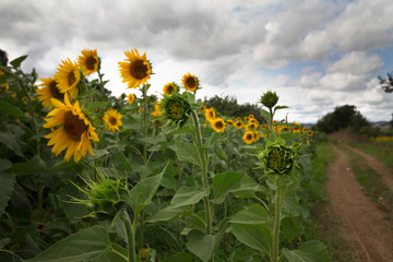 Obraz premium sunflower fields in sunflower photos