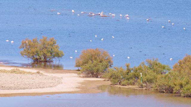 Aquatic birds of different species at wetland ecosystem in Andalusia, southern Europe. Greater flamingos, wild ducks, small storks, and other much birds co living in a beautiful Nature Reserve 