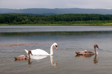 white swans with small swans on the lake