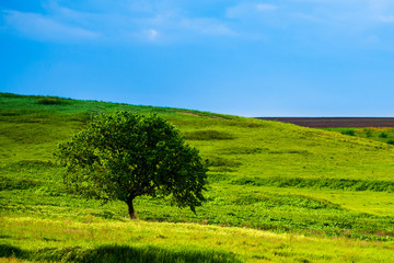 Obraz premium A beautiful summer day in a rural area. A field with a solitary tree, plants and green grass.