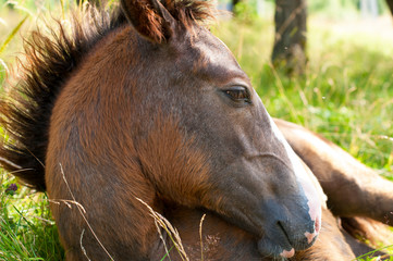 Naklejka premium young horse resting in grass on sunny day