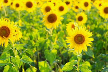 Fototapeta premium Beautiful sunflower field on summer day