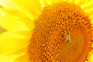 Bee on beautiful blooming sunflower, closeup view