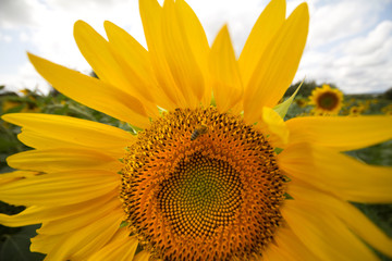 Naklejka premium sunflower fields in sunflower photos