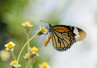 Common Tiger butterfly