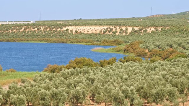 Olive trees beside blue waters of a lake. Beautiful and colorful mediterranean wetland landscape in a windy a sunny day 