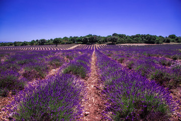 Fototapeta na wymiar Lavender fields in Ardeche in southeast France