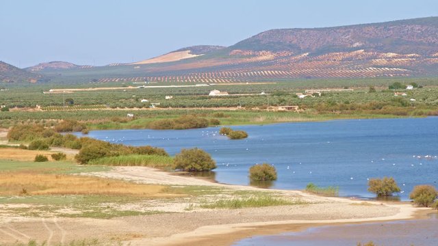 Shore of a blue waters lagoon in front of olive groves and farms, with a mountain at background. Beautiful landscape of Mediterranean wetland with wild birds as flamingos, mallards, ibis and others 