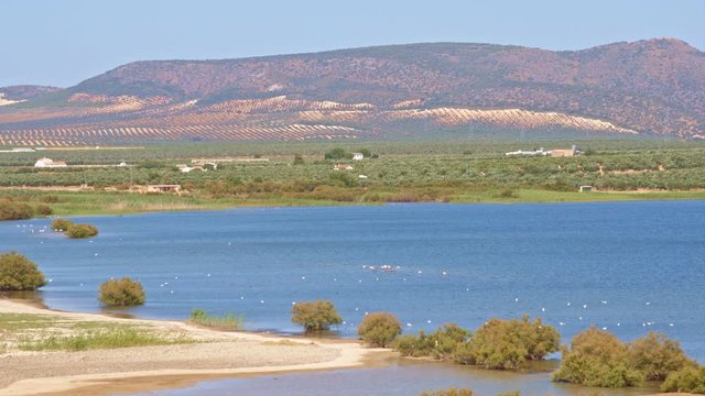 Greater flamingos and other aquatic birds in blue waters lagoon, in front of olive groves and farms, with a mountain at background. Beautiful landscape of southern Spain wetland, wildlife.