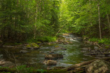 Small river cascading in the forest
