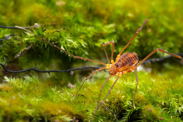 Macro close up of Harvestmen (harvester, daddy long leg) spider.