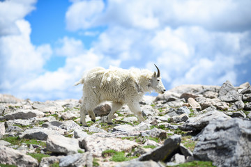 Rocky Mountain Goat Walking Over Rocks