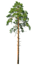 Tall pine tree isolated on a white background.