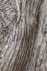 Closeup of tree bark showing wood grain