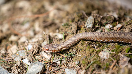 Vipera berus, common european adder