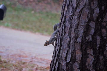 Squirrel on tree in autumn