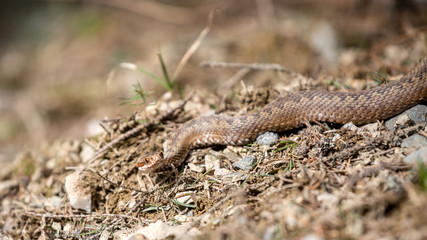 Vipera berus, common european adder