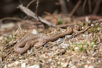 Vipera berus, common european adder