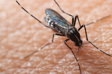 Aedes albopictus Mosquito. Super macro close up a Mosquito sucking human blood,