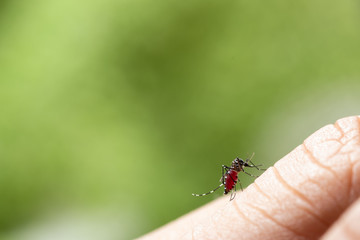 Aedes albopictus Mosquito. Super macro close up a Mosquito sucking human blood,